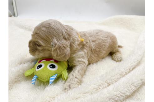 成約済の愛知県のアメリカンコッカースパニエル-374566の14枚目