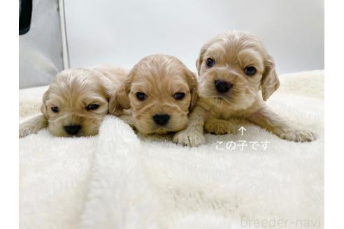 成約済の愛知県のアメリカンコッカースパニエル-374566の13枚目