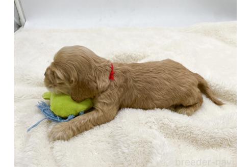 成約済の愛知県のアメリカンコッカースパニエル-374568の14枚目