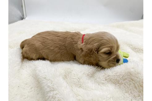 成約済の愛知県のアメリカンコッカースパニエル-374568の13枚目