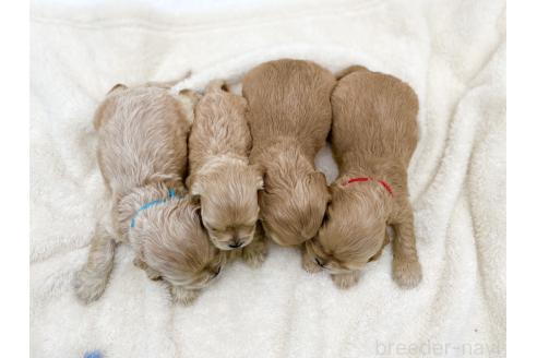 成約済の愛知県のアメリカンコッカースパニエル-374568の11枚目