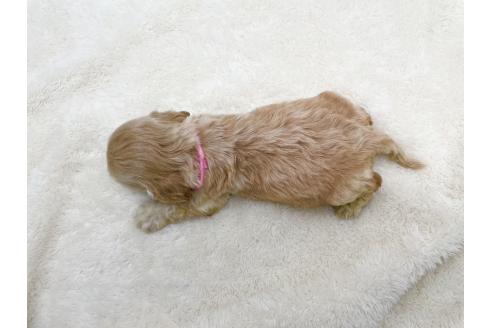 成約済の愛知県のアメリカンコッカースパニエル-374570の9枚目