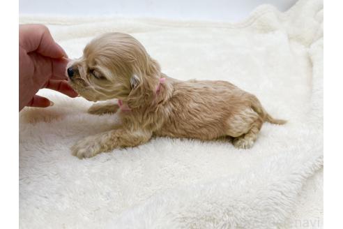 成約済の愛知県のアメリカンコッカースパニエル-374570の8枚目