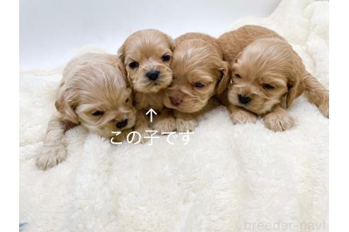 成約済の愛知県のアメリカンコッカースパニエル-374570の6枚目