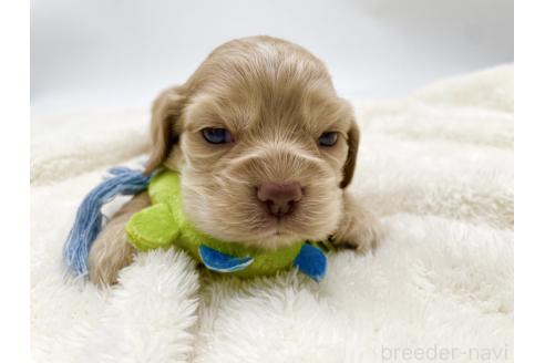 成約済の愛知県のアメリカンコッカースパニエル-374571の10枚目