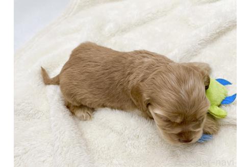 成約済の愛知県のアメリカンコッカースパニエル-374571の9枚目