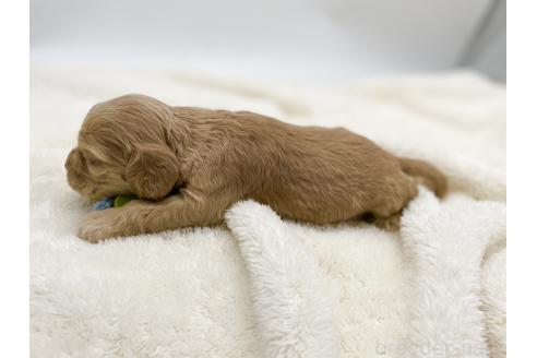 成約済の愛知県のアメリカンコッカースパニエル-374571の8枚目