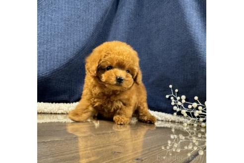 成約済の茨城県のトイプードル-374574の4枚目