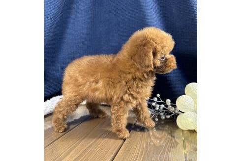 成約済の茨城県のトイプードル-374574の3枚目