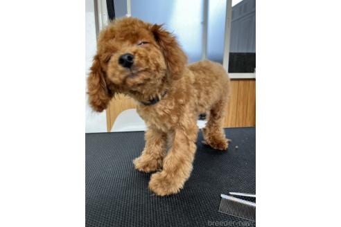 成約済の愛媛県のティーカッププードル-348711の6枚目