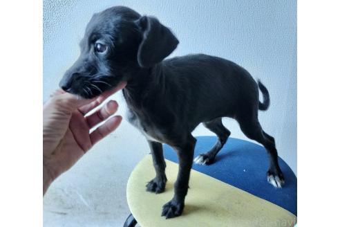 成約済の岐阜県のミックス犬-374589の3枚目