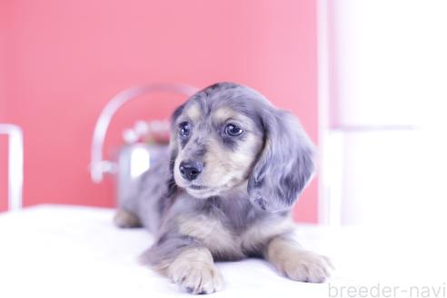 販売中の愛知県のカニンヘンダックスフンド(ロングヘアード)-366521の3枚目