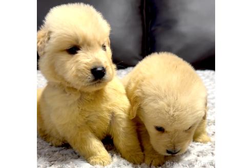成約済の奈良県のゴールデンレトリーバー-374615の3枚目