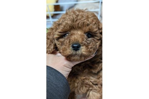 成約済の愛知県のタイニープードル-374459の15枚目