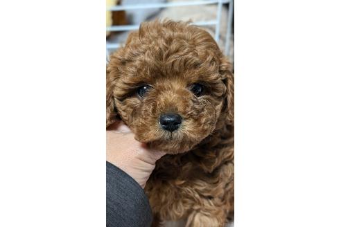 成約済の愛知県のタイニープードル-374459の1枚目