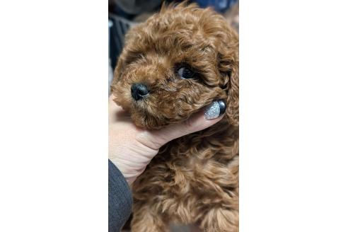 成約済の愛知県のタイニープードル-374459の11枚目