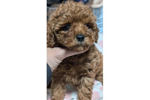 成約済の愛知県のタイニープードル-374459の10枚目