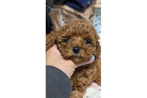 成約済の愛知県のタイニープードル-374459の6枚目