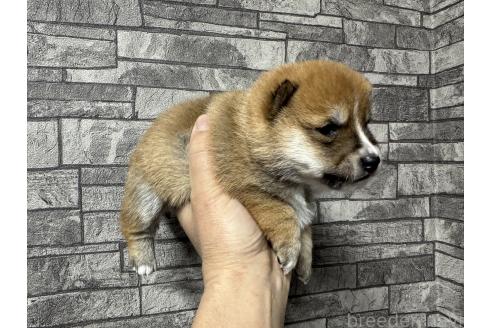 成約済の岡山県の豆柴-374469の2枚目
