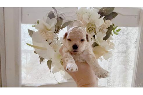 販売中の茨城県のティーカッププードル-374471