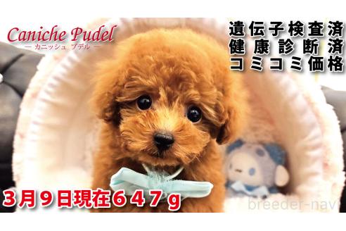 販売中の岐阜県のタイニープードル-369662