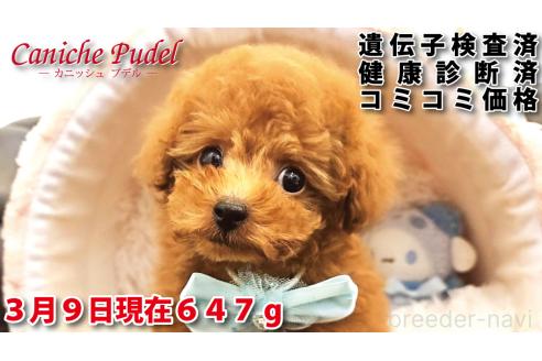 成約済の岐阜県のタイニープードル-369662の11枚目