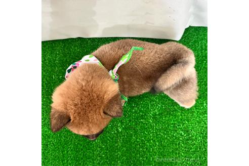 成約済の神奈川県の豆柴-373333の2枚目