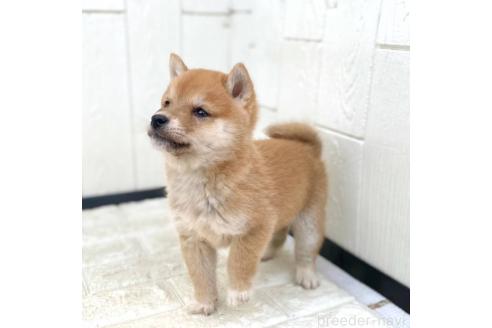 成約済の茨城県の豆柴-374674の13枚目
