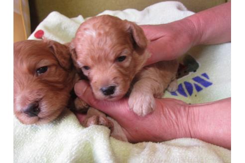 成約済の福岡県のミックス犬-371903の15枚目