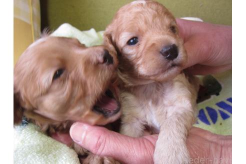 成約済の福岡県のミックス犬-371903の14枚目