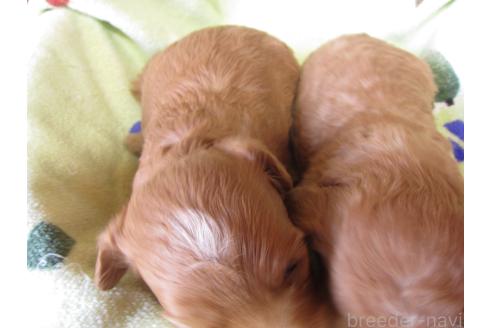 成約済の福岡県のミックス犬-371903の13枚目
