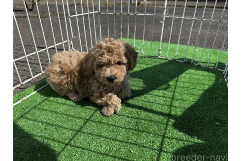 成約済の岐阜県のビションプー:ビションフリーゼ×トイプードル-371902の3枚目