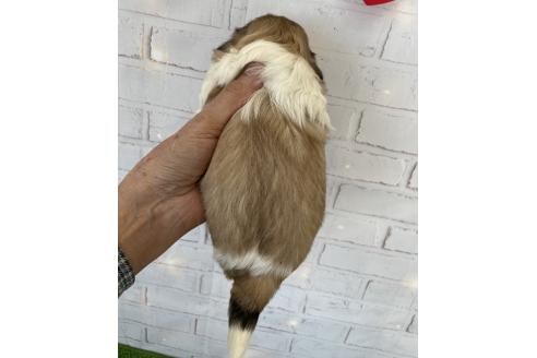 成約済の北海道のシーズー-371889の2枚目