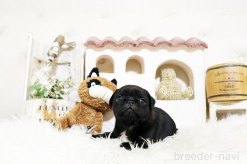 成約済の佐賀県のパグ-374711の5枚目