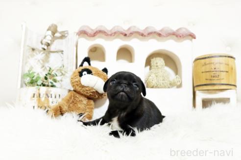 成約済の佐賀県のパグ-374711の4枚目