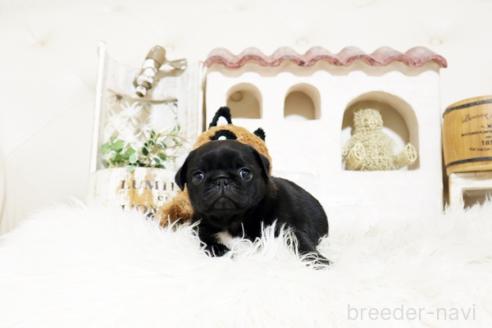 成約済の佐賀県のパグ-374711の3枚目