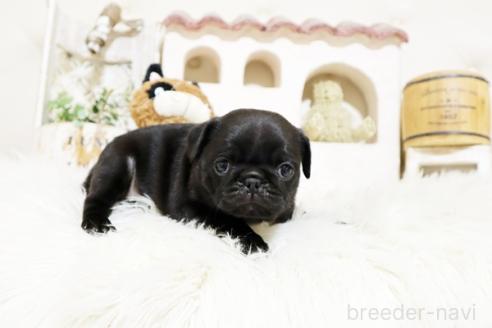 成約済の佐賀県のパグ-374711の2枚目