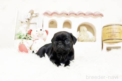 成約済の佐賀県のパグ-374712の5枚目