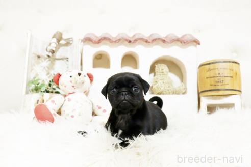 成約済の佐賀県のパグ-374712の4枚目