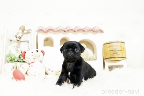 成約済の佐賀県のパグ-374712の3枚目