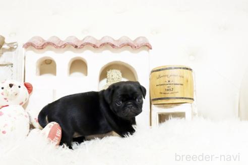 成約済の佐賀県のパグ-374712の2枚目