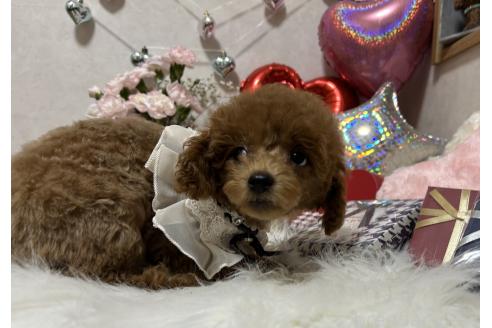 成約済の岡山県のタイニープードル-369145の3枚目