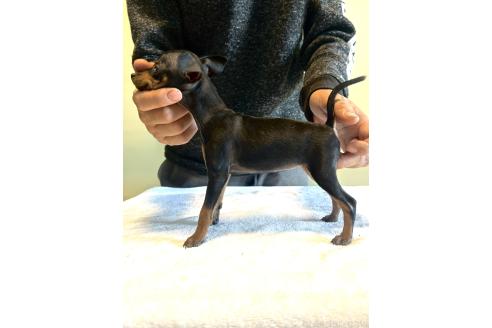 成約済の静岡県のミニチュアピンシャー(ミニピン)-367769の15枚目