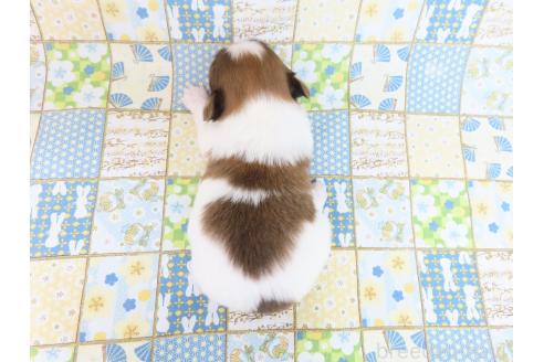 成約済の千葉県のパピヨン-374740の5枚目