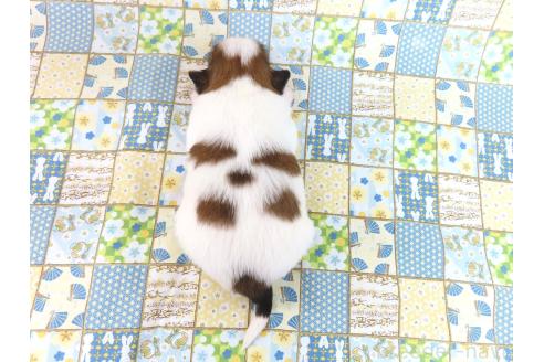 成約済の千葉県のパピヨン-374742の15枚目