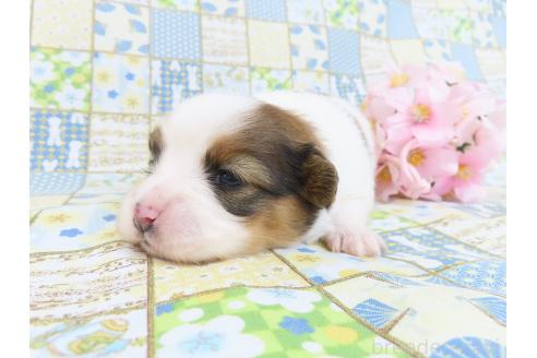 成約済の千葉県のパピヨン-374742の14枚目