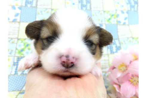 成約済の千葉県のパピヨン-374742の12枚目