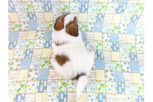 成約済の千葉県のパピヨン-370445の10枚目