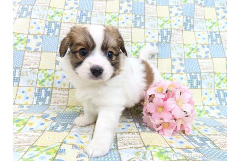 成約済の千葉県のパピヨン-370445の9枚目