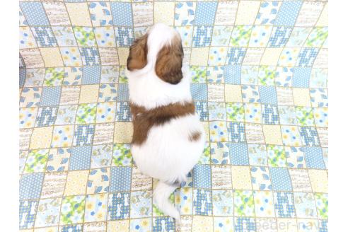 成約済の千葉県のパピヨン-370447の15枚目